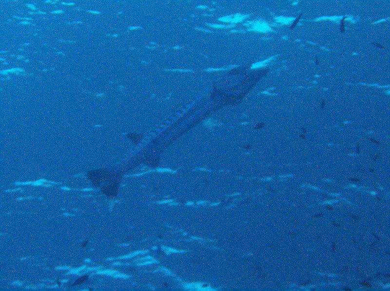 HPIM3259.JPG - Barakuda