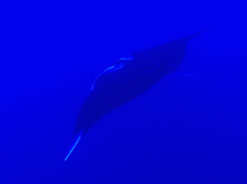 HPIM3278.JPG - Manta